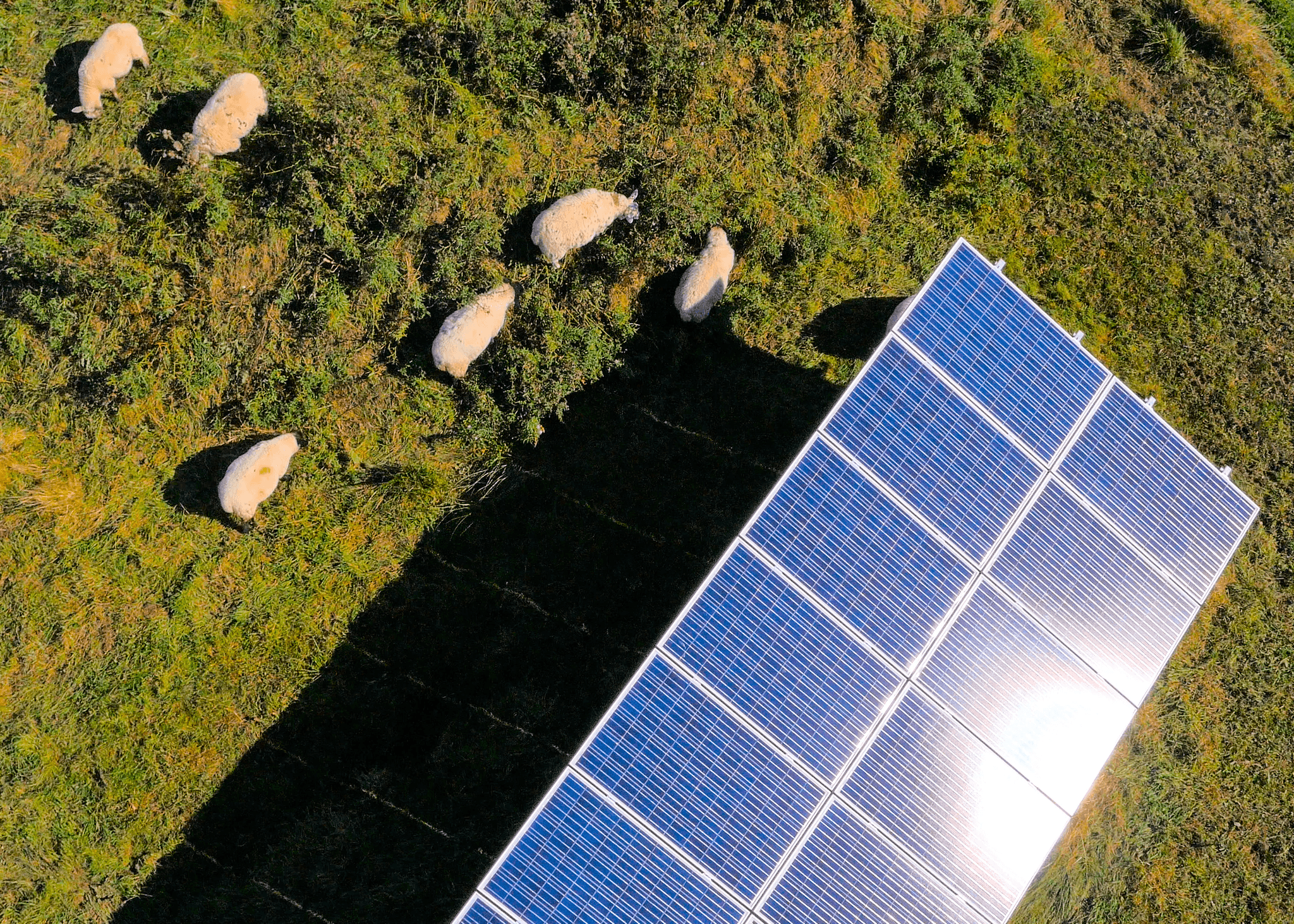 solar-panels-aerial-view.png